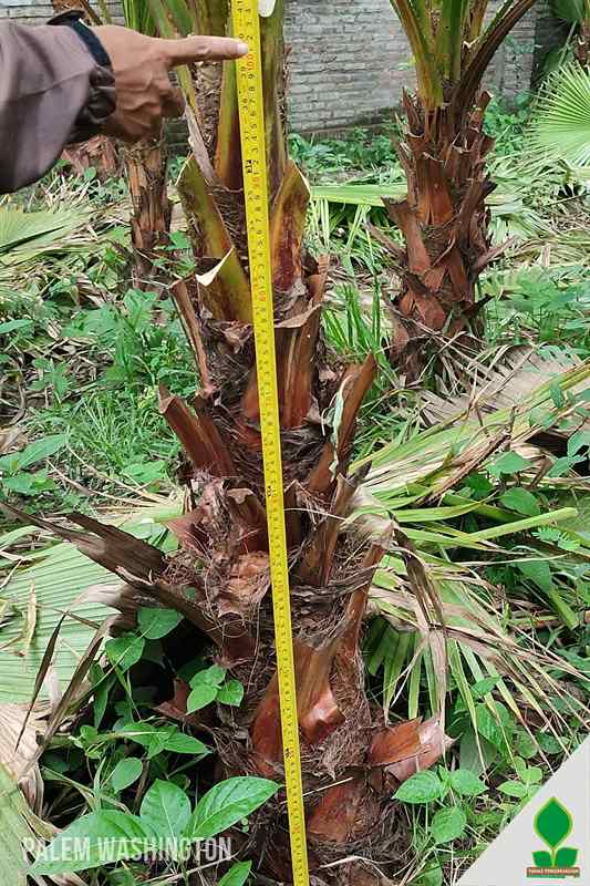 Palem Washington 1 Meter Batang
