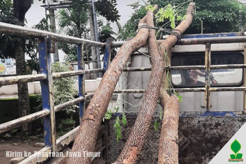 jual pohon trembesi di Pasuruan