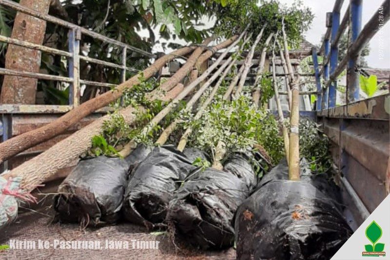 jual pohon ketapang di Pasuruan