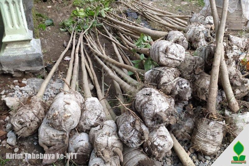 grosir pohon tabebuya kediri
