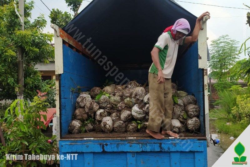 jual pohon tabebuya di ntt