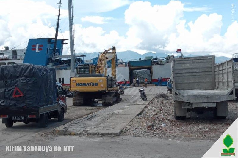 jual pohon tabebuya jawa timur