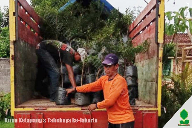 Jual Hewan Peliharaan di Jakarta