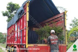 Jual Pohon Ketapang Jakarta