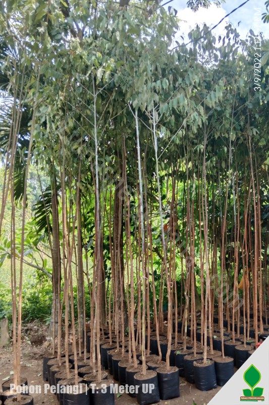 jual pohon pelangi Rainbow Eucalyptus asli