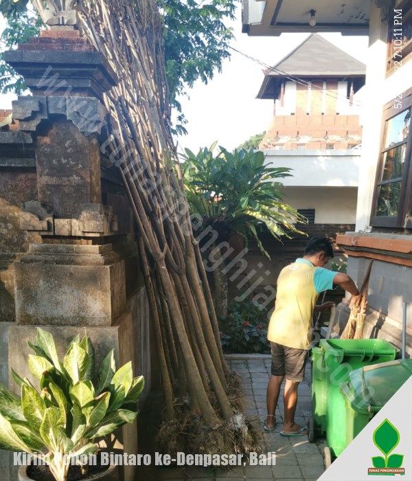 Kirim Pohon Bintaro 4 Meter ke-Bali