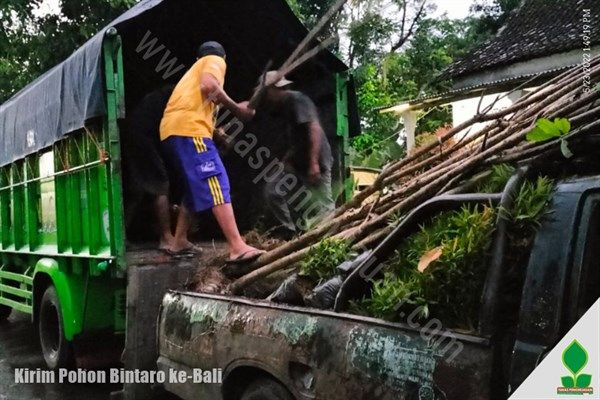 harga pohon bintaro di denpasar bali