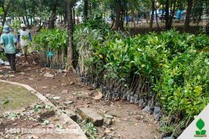 harga tanaman peneduh di bandung dan cirebon
