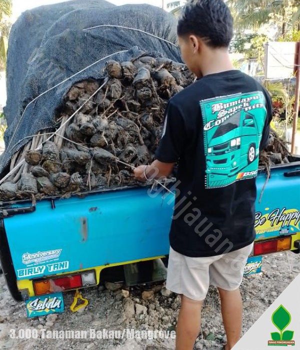 Ribuan Bibit Bakau Kirim ke-Jakarta dan Pandeglang