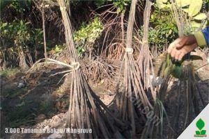 jual bibit bakau di jakarta dan pandeglang