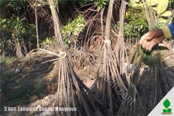 jual bibit bakau di jakarta dan pandeglang
