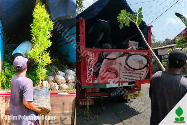 jual pohon peneduh di jawa barat