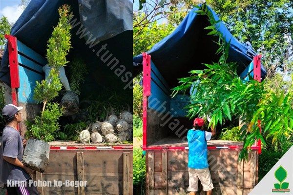 jasa tanam pohon di bogor