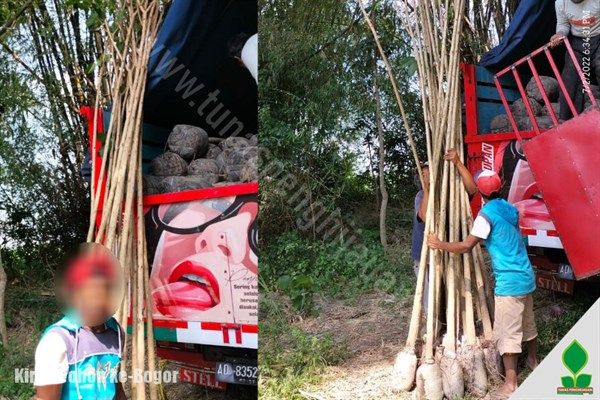jual pohon penghijauan di bogor