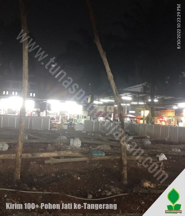 Penanaman 100+ Pohon Jati di Serpong Tangerang