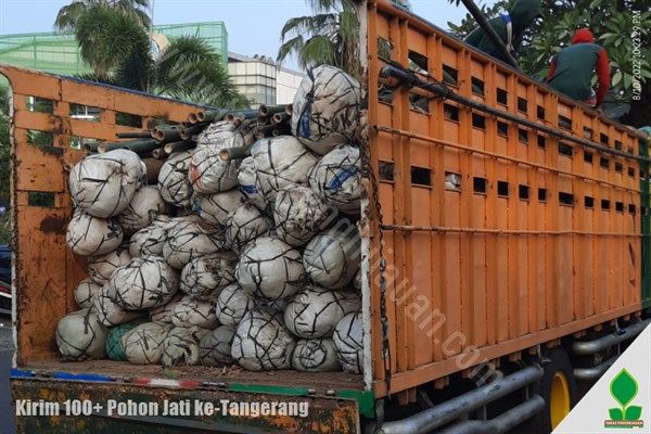 kirim pohon jati ke serpong