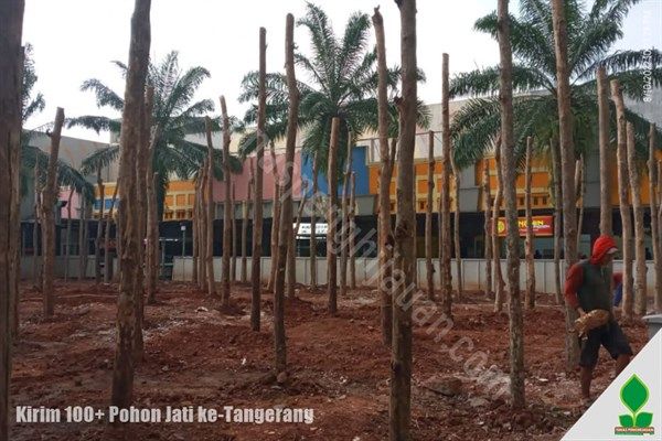 jual pohon jati murah banten