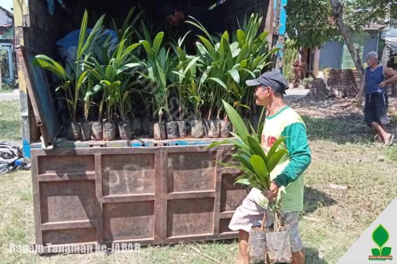 jual pohon penghijauan di jawa barat