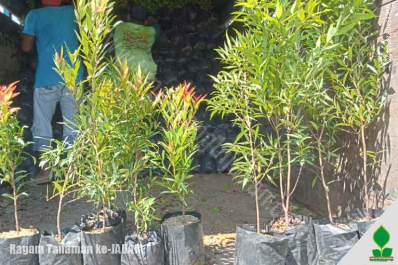 grosir tanaman buah di cirebon