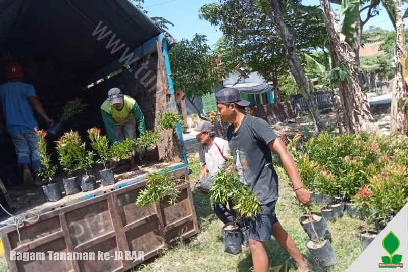 jual tanaman buah di jawa barat