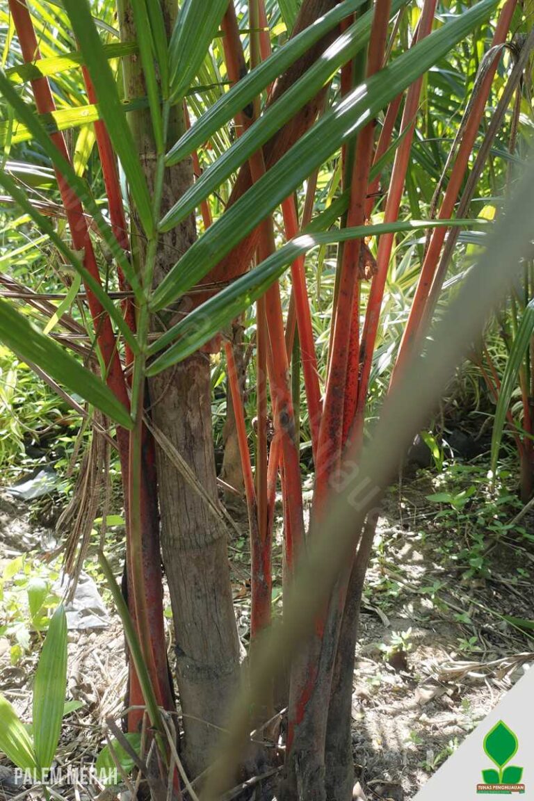 Palem Merah Tinggi 2 Meter UP