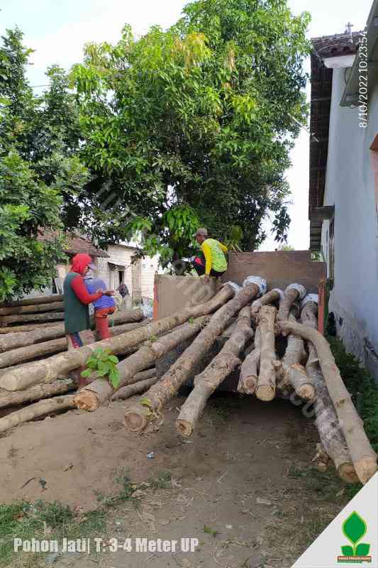 Pohon Jati T:3-4 Meter UP