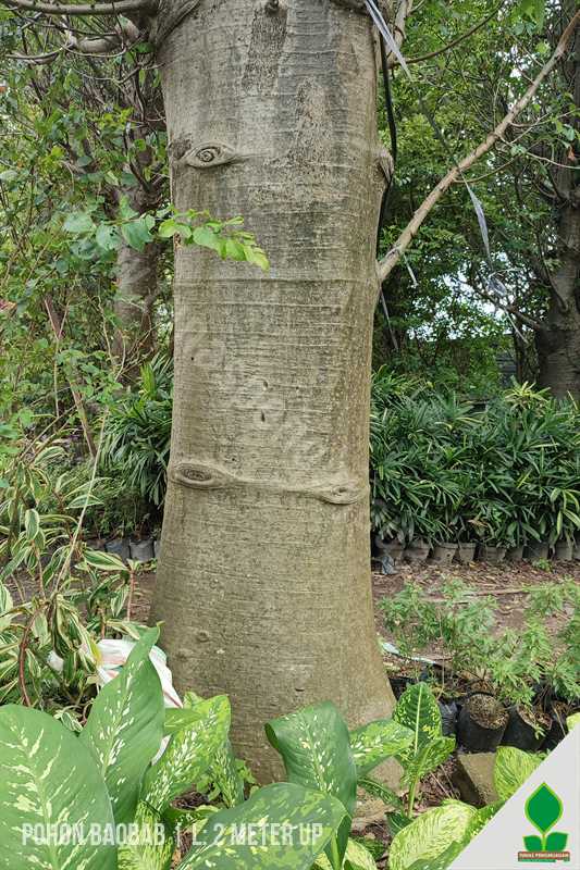 Pohon Baobab Lingkar 2 Meter