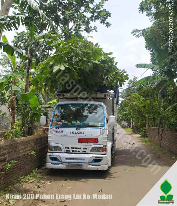 200 Pohon Liang Liu Siap Tanam di Medan