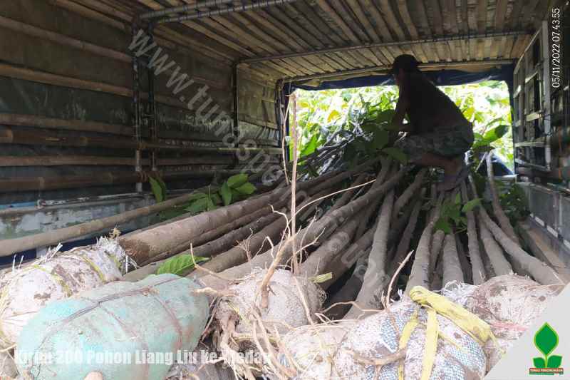 jual pohon janda merana di medan