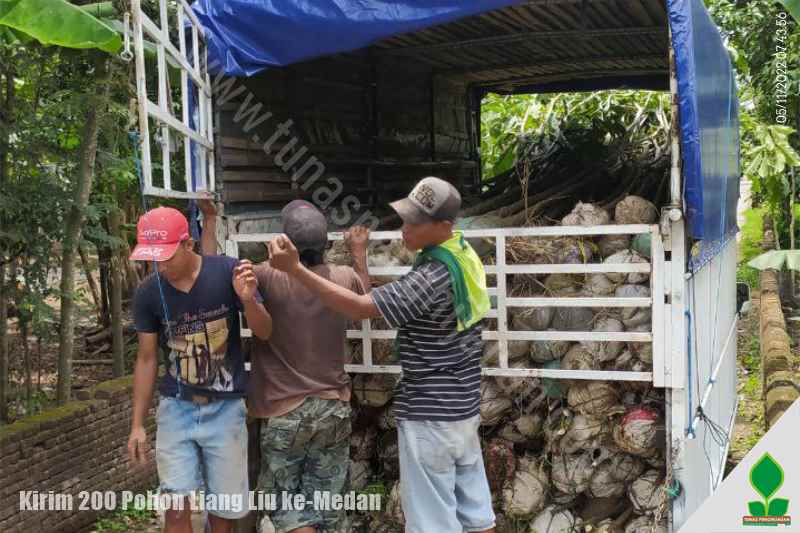 harga murah pohon liang liu di medan