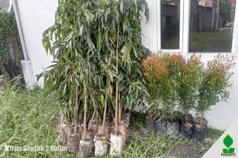 Kirim Pohon Glodokan di Gresik