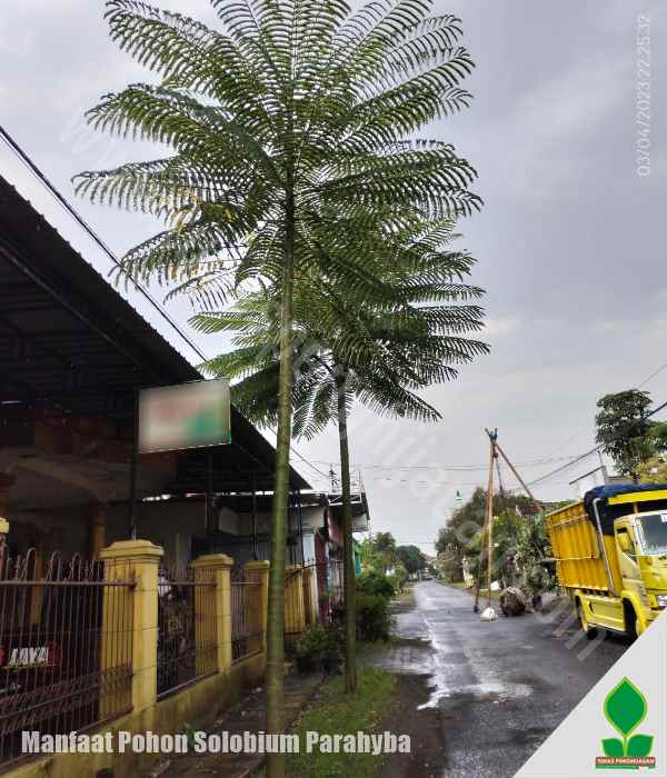 Harga Jual dan Manfaat Pohon Solobium / Pakis Brazil
