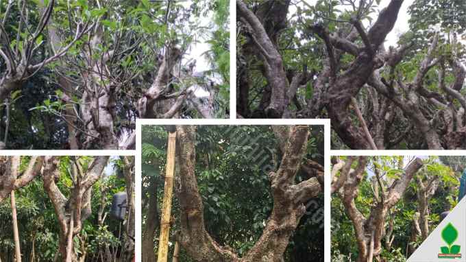 Harga Pohon Kamboja Fosil Lingkar 1 Meter