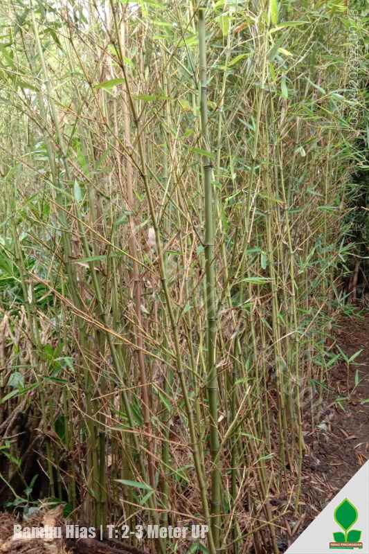 Jasa Tanam Bambu Hias Kawasan Industri