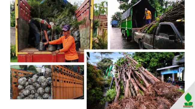 Kirim ragam pohon besar, dari tunas penghijuan kediri jawa timur