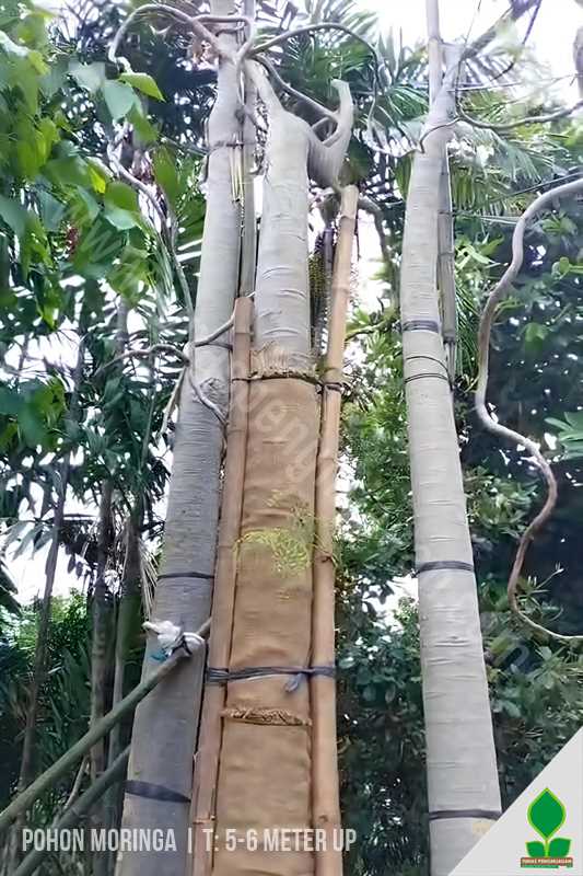 Kelor Afrika Lingkar 80-100 Cm UP