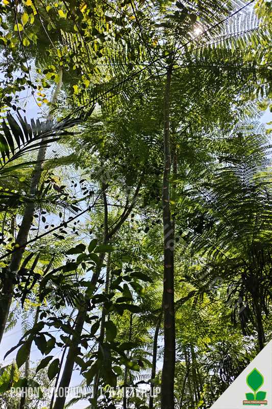 Harga Jual dan Manfaat Pohon Solobium