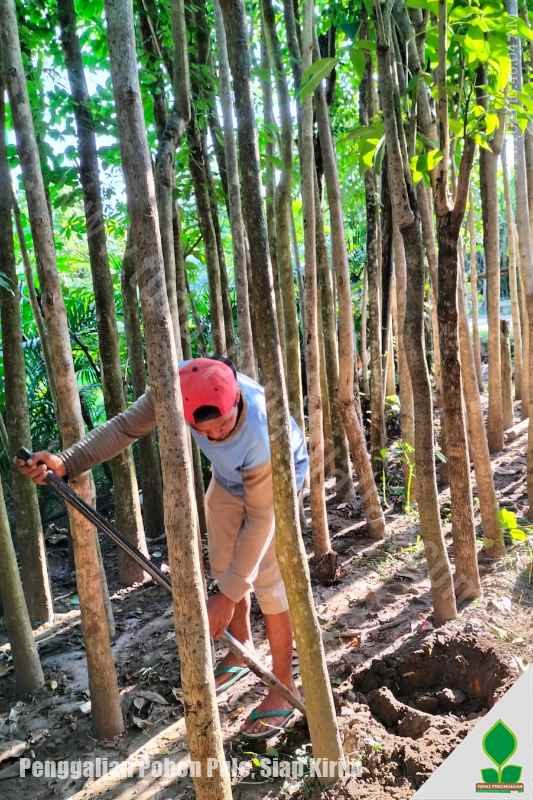 Kirim 60 Pohon Pule ke-Yogyakarta, Jawa Tengah