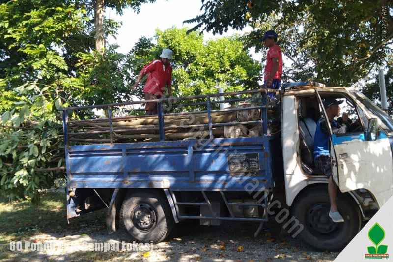 Kirim 60 Pohon Pule ke-Yogyakarta, Jawa Tengah