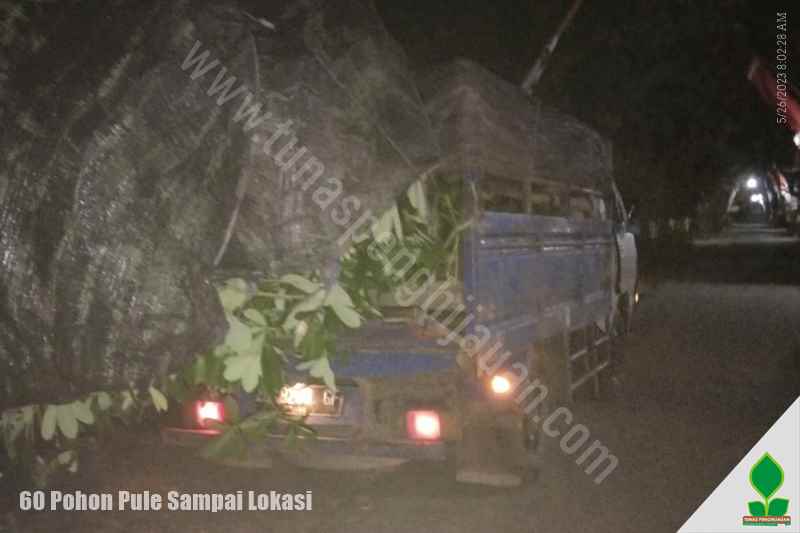 Kirim 60 Pohon Pule ke-Yogyakarta, Jawa Tengah