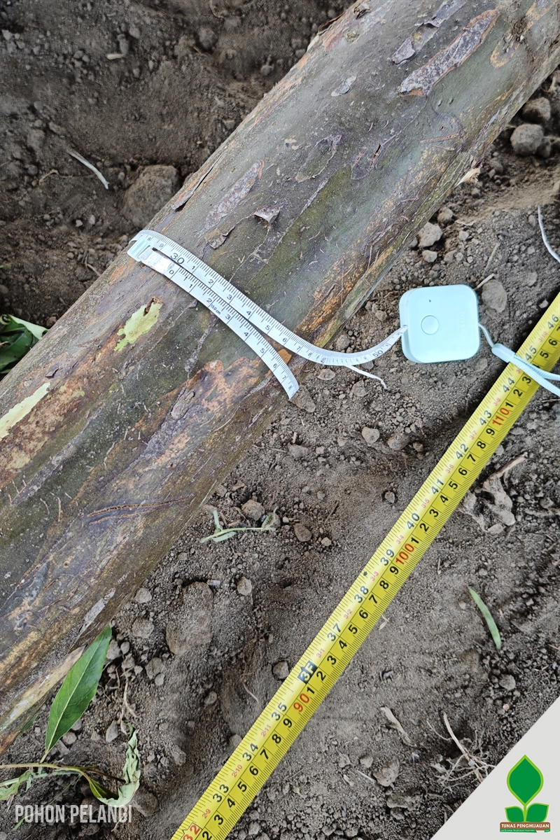 Pohon Pelangi 3 Meter Besar