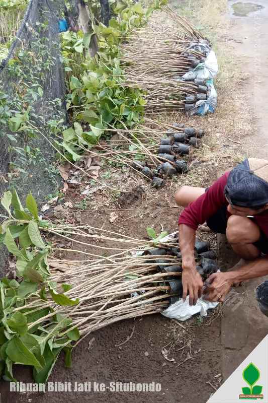 1.650 Bibit Pohon Jati untuk Penghijauan di Situbondo