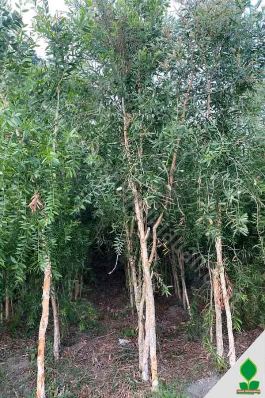 Pohon Kayu Putih Besar 5 Meter