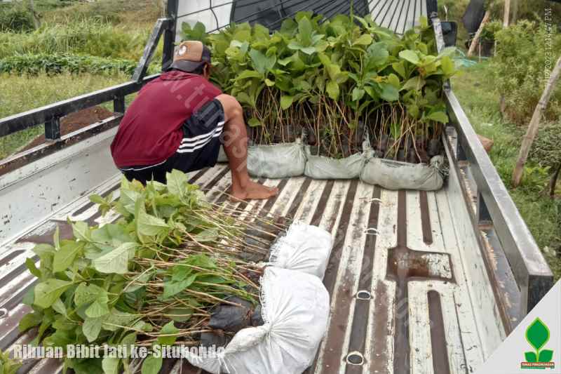 kirim ribuan bibit jati berkualitas jawa timur