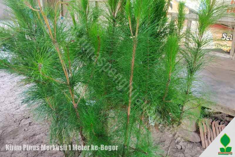 harga pinus merkusii di bogor murah