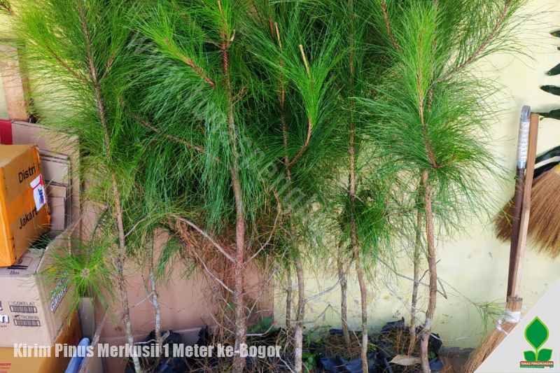 jual pohon pinus murah di jawa barat, bogor