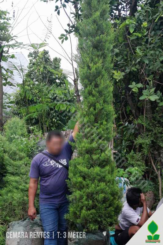 Tanaman Cemara Rentes 3 Meter
