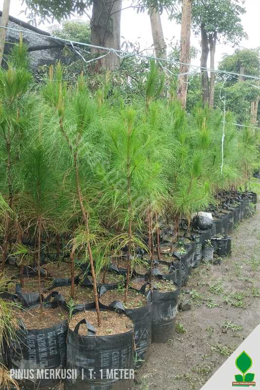 Pinus Merkusi 1 Meter UP Murah
