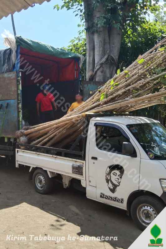 Kirim Tabebuya 3-4 Meter ke-Sumatera Utara