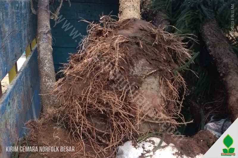 harga Pohon Cemara Norfolk 10 ke-Sumatera